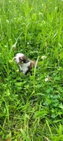 Rose, a female Chihuahua for sale in Colton, NY – 6 of 7
