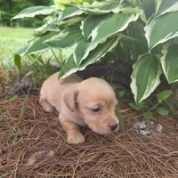 Sparrow, a female Chiweenie for sale in Colton, NY – 6 of 7
