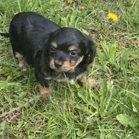 Cody , a male Chiweenie for sale in Colton, NY – 5 of 7