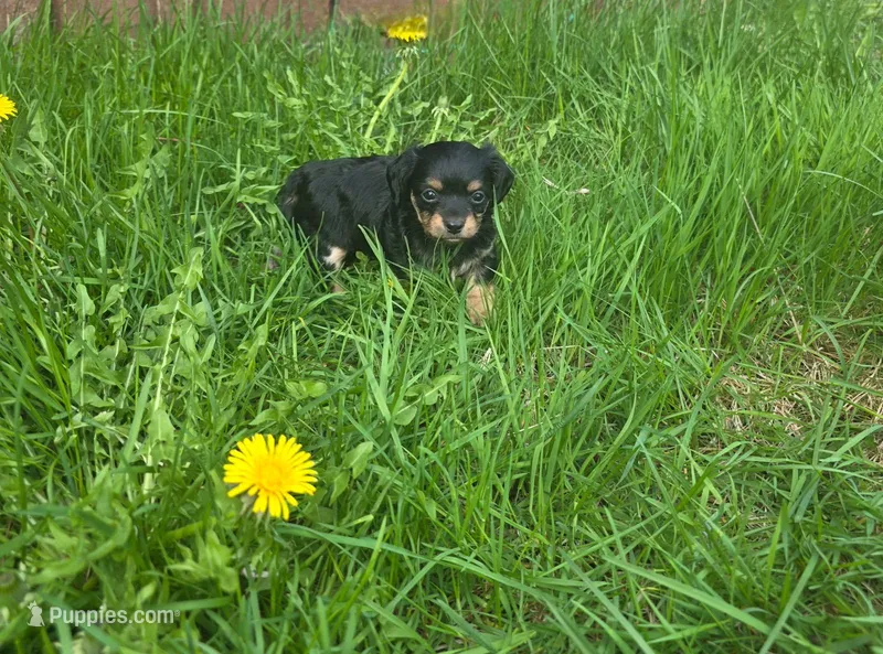 Cody  – Chiweenie puppy for sale in Colton, NY
