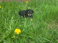 Cody , a male Chiweenie for sale in Colton, NY – 1 of 7