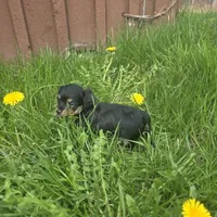 Cody , a male Chiweenie for sale in Colton, NY – 2 of 7