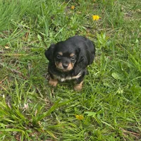 Cody , a male Chiweenie for sale in Colton, NY – 7 of 7