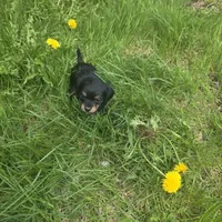 Cody , a male Chiweenie for sale in Colton, NY – 3 of 7