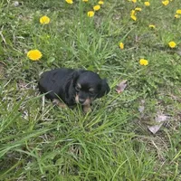 Cody , a male Chiweenie for sale in Colton, NY – 6 of 7