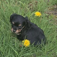 Cody , a male Chiweenie for sale in Colton, NY – 4 of 7