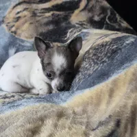 Toby, a male Chiweenie for sale in Colton, NY – Photo 6 of 6