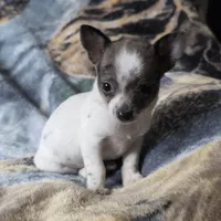 Toby, a male Chiweenie for sale in Colton, NY – Photo 1 of 6