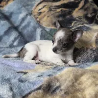 Toby, a male Chiweenie for sale in Colton, NY – Photo 3 of 6