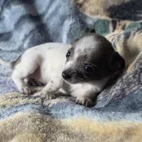 Toby, a male Chiweenie for sale in Colton, NY – Photo 5 of 6