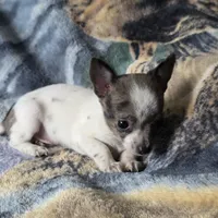 Toby, a male Chiweenie for sale in Colton, NY – Photo 4 of 6