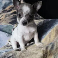 Toby, a male Chiweenie for sale in Colton, NY – Photo 2 of 6