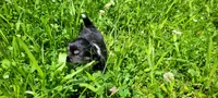 Buddy C, a male Chorkie for sale in Colton, NY – 7 of 9