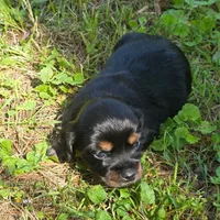 River, a female Chihuahua and Miniature Dachshund for sale in Colton, NY – 2 of 3
