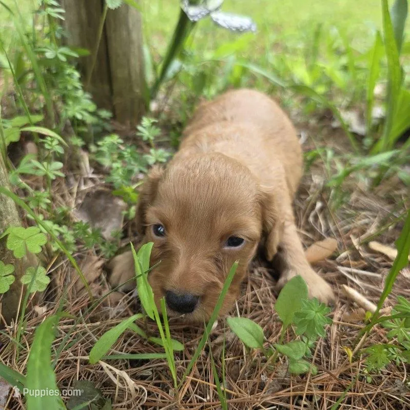 Denali – Chiweenie puppy for sale in Colton, NY