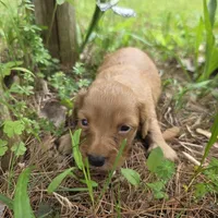 Denali, a male Chiweenie for sale in Colton, NY – 1 of 6