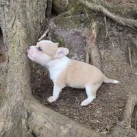 Biscuit , a male Chihuahua and Poodle - Miniature  for sale in Colton, NY – Photo 9 of 9