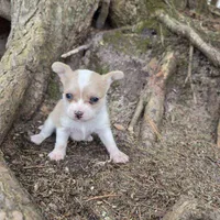 Biscuit , a male Chihuahua and Poodle - Miniature  for sale in Colton, NY – Photo 5 of 9