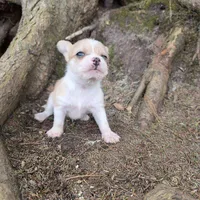 Biscuit , a male Chihuahua and Poodle - Miniature  for sale in Colton, NY – Photo 3 of 9