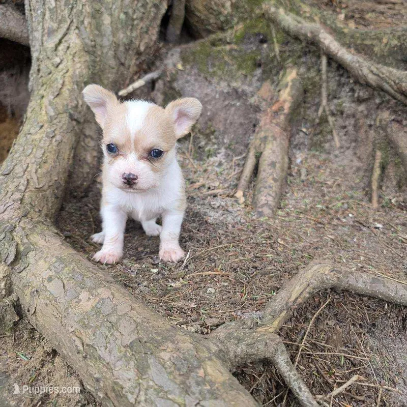 Biscuit  – Chihuahua, Poodle - Miniature  puppy for sale in Colton, NY