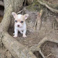 Biscuit , a male Chihuahua and Poodle - Miniature  for sale in Colton, NY – Photo 1 of 9