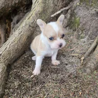 Biscuit , a male Chihuahua and Poodle - Miniature  for sale in Colton, NY – Photo 2 of 9