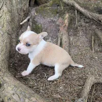 Biscuit , a male Chihuahua and Poodle - Miniature  for sale in Colton, NY – Photo 7 of 9