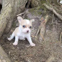 Biscuit , a male Chihuahua and Poodle - Miniature  for sale in Colton, NY – Photo 4 of 9