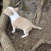 Biscuit , a male Chihuahua and Poodle - Miniature  for sale in Colton, NY – Photo 8 of 9