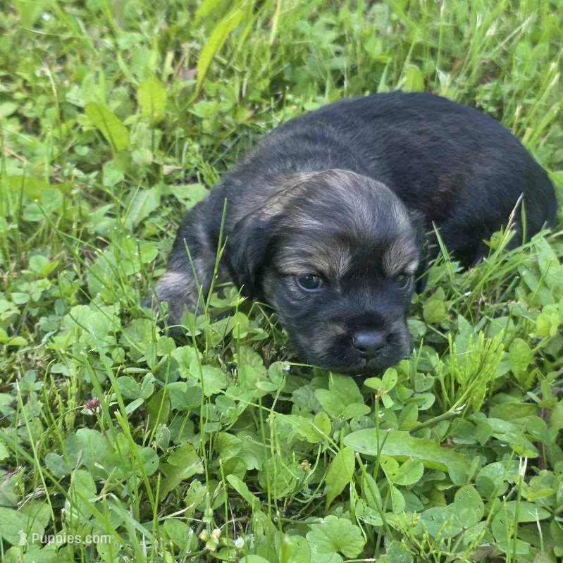 Ember – Chihuahua, Miniature Dachshund puppy for sale in Colton, NY