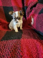 Micky, a male Chihuahua for sale in Colton, NY – Photo 7 of 7