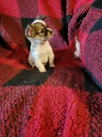 Micky, a male Chihuahua for sale in Colton, NY – Photo 3 of 7