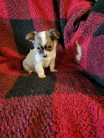 Micky, a male Chihuahua for sale in Colton, NY – Photo 5 of 7