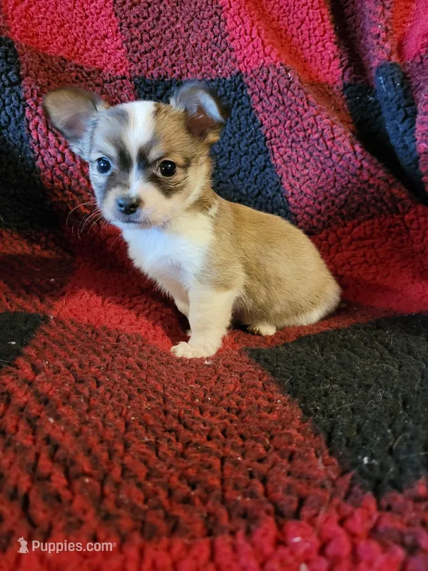 Micky, a male Chihuahua for sale in Colton, NY – Photo 1 of 7