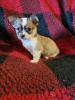 Micky, a male Chihuahua for sale in Colton, NY – Photo 1 of 7