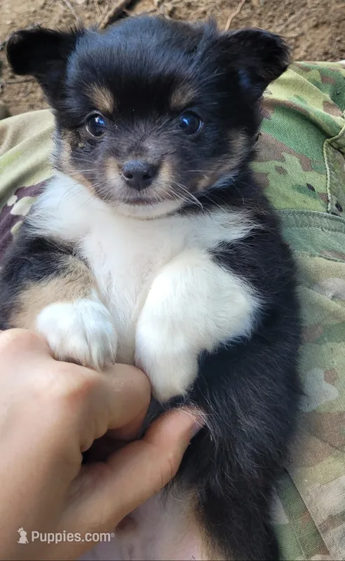 Buddy C – Chorkie puppy for sale in Colton, NY