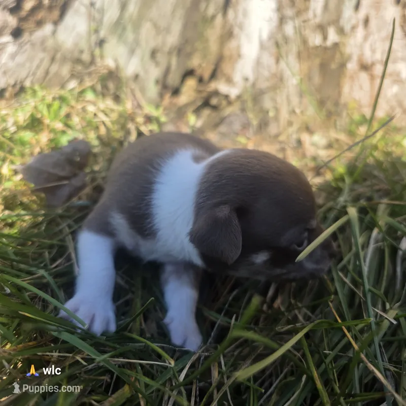 Tiny tim, a male Chihuahua for sale in Colton, NY – 1 of 6