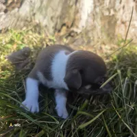 Tiny tim, a male Chihuahua for sale in Colton, NY – 1 of 6