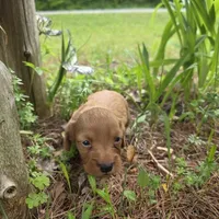 Denali, a male Chiweenie for sale in Colton, NY – 2 of 6