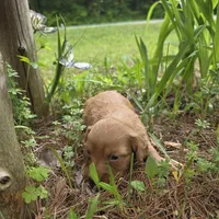 Denali, a male Chiweenie for sale in Colton, NY – 6 of 6