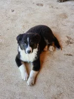 Gracie, a male Australian Shepherd for sale in San Antonio, TX – Photo 9 of 10