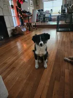 Gracie, a male Australian Shepherd for sale in San Antonio, TX – Photo 8 of 10