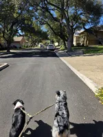Gracie, a male Australian Shepherd for sale in San Antonio, TX – Photo 5 of 10