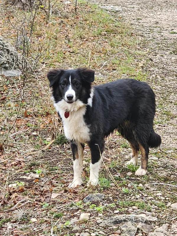 Gracie – Australian Shepherd puppy for sale in San Antonio, TX