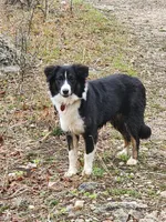 Gracie, a male Australian Shepherd for sale in San Antonio, TX – Photo 1 of 10