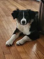 Gracie, a male Australian Shepherd for sale in San Antonio, TX – Photo 6 of 10