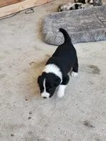 Gracie, a male Australian Shepherd for sale in San Antonio, TX – Photo 10 of 10