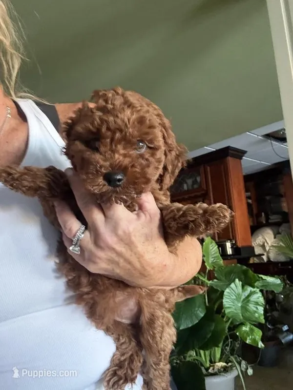 Romeo, a male Poodle - Toy  for sale in London, KY – Photo 1 of 4