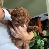 Romeo, a male Poodle - Toy  for sale in London, KY – Photo 1 of 4