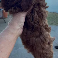 Romeo, a male Poodle - Toy  for sale in London, KY – Photo 2 of 4